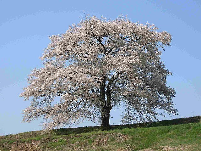 学生の成長を見守り続ける大島桜