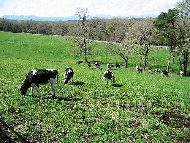 草地に放牧され草を食べる牛達