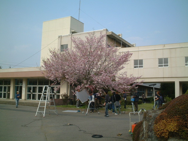 満開の『思川桜』の下での撮影風景