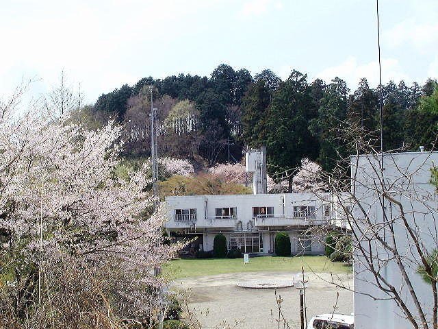 桜に囲まれた建物
