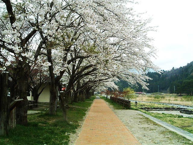 渓谷のプロムナードと満開の桜