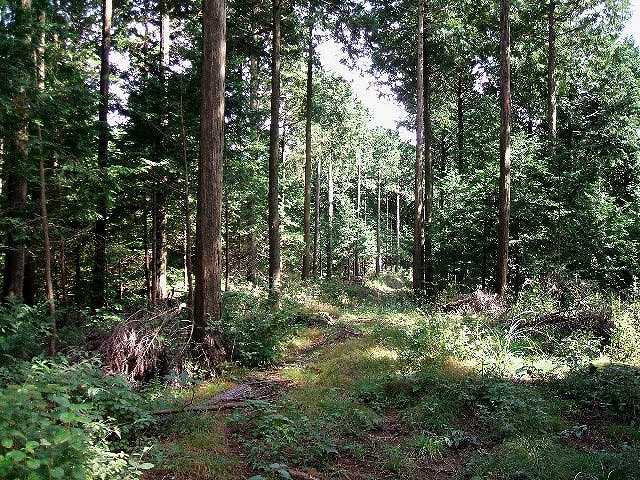 ヒノキの複層林