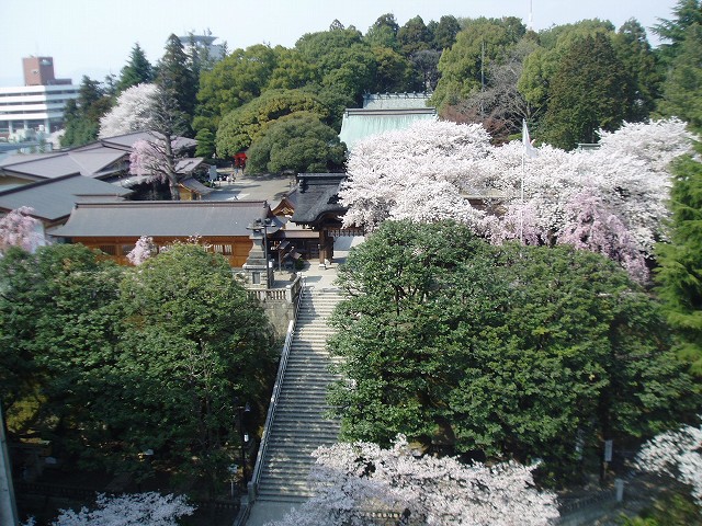 桜の時期には、境内の桜が咲き誇る。
