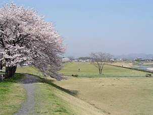桜の永野川緑地公園