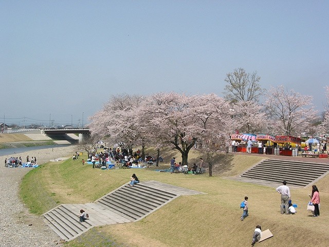 満開の桜で楽しむ人たち