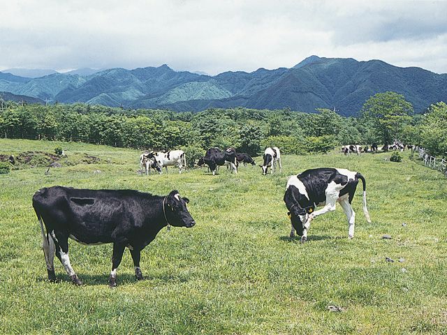 乳牛の放牧