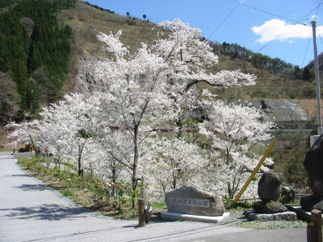 桜の渡良瀬公園
