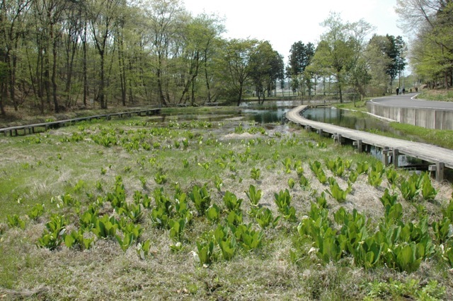 湿地帯（５月初めには水芭蕉が咲きます）