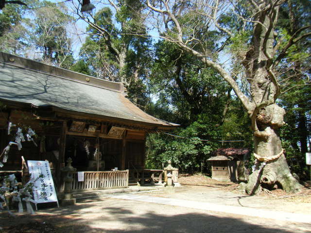 拝殿と古木（けやきは樹齢約８００年といわれています）