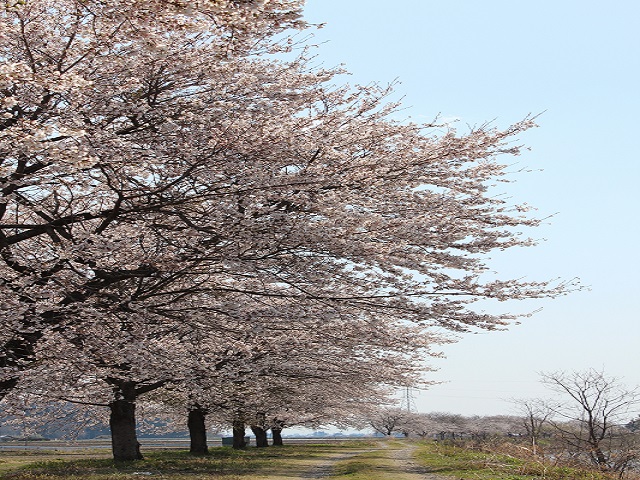 荒川の桜並木